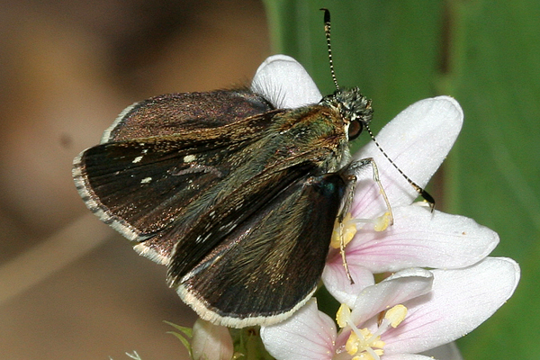 Image 400x300