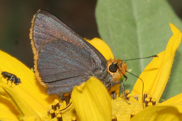 Image 400x300