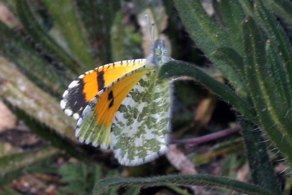 Image 400x300