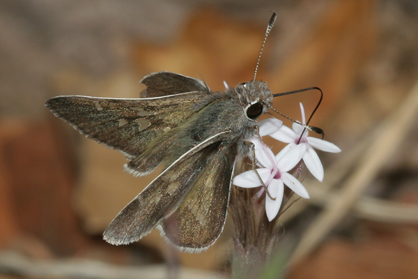 Image 400x300