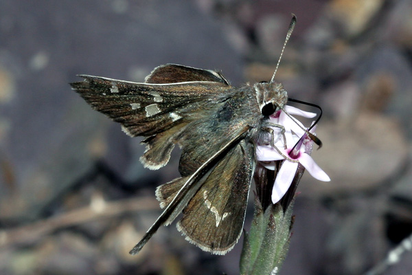 Image 400x300