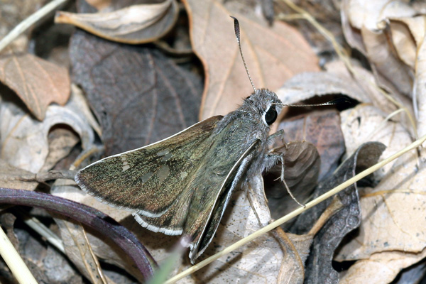 Image 400x300