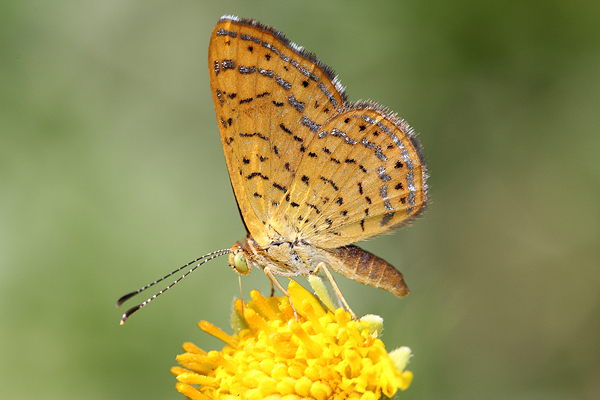 Image 400x300
