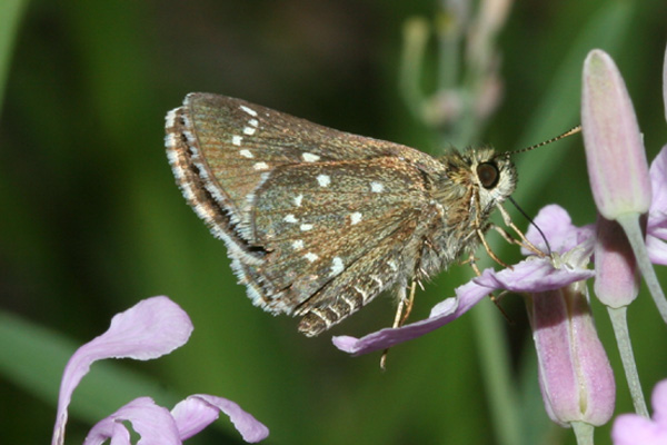 Image 400x300