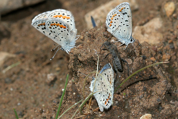 Image 400x300