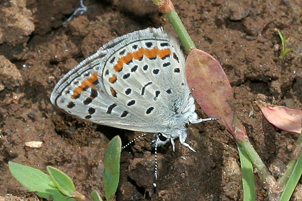 Image 400x300