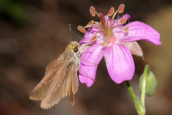 Image 400x300