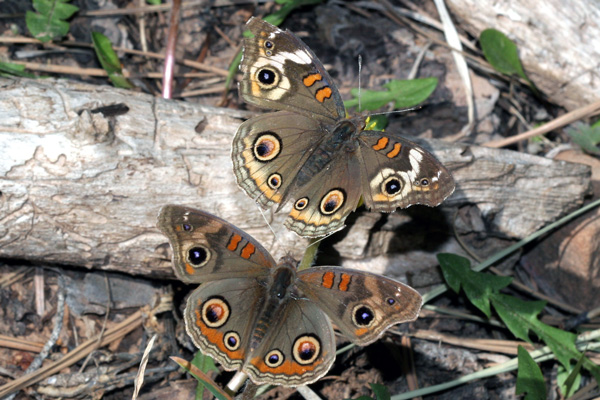 Image 400x300