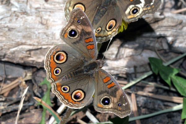 Image 400x300