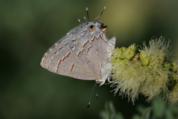 Image 400x300