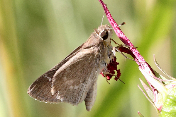 Image 400x300