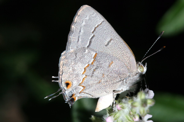 Image 400x300