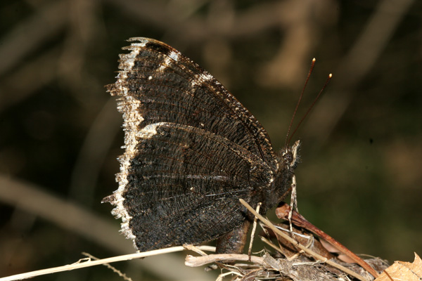 Image 400x300