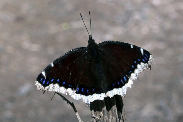 Image 400x300