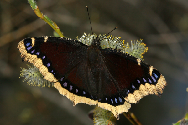 Image 400x300