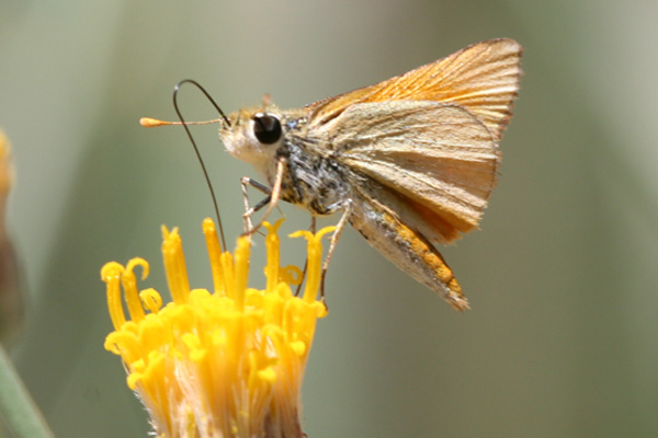 Image 400x300
