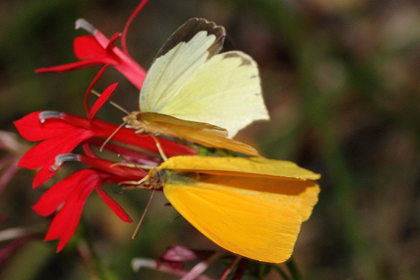 Image 400x300