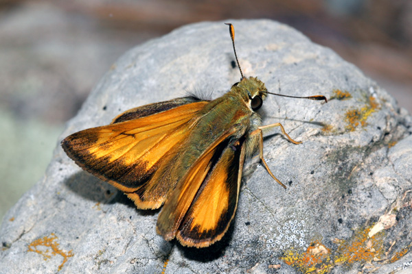 Image 400x300