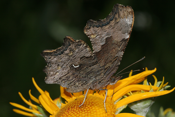 Image 400x300