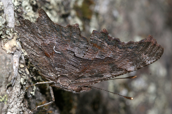 Image 400x300