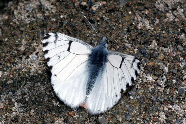 Image 400x300