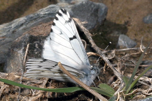 Image 400x300