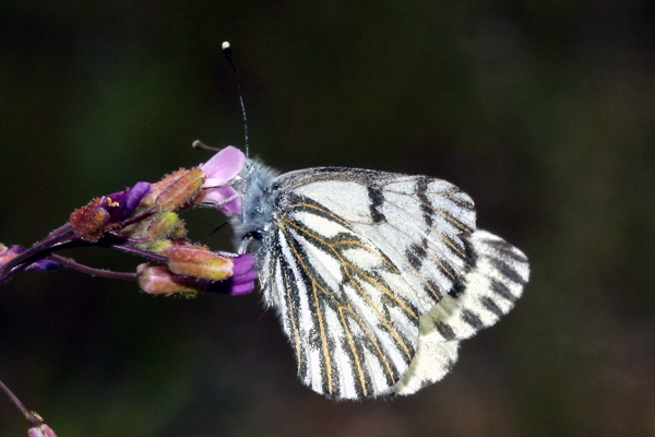 Image 400x300