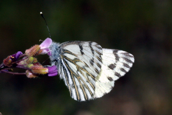 Image 400x300