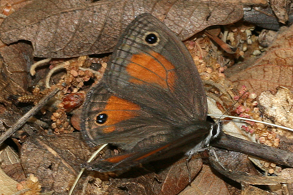 Image 400x300