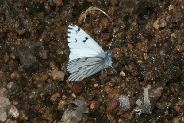 Image 400x300