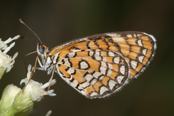 Image 400x300