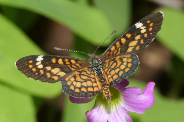 Image 400x300