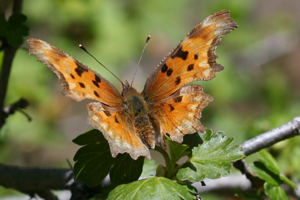 Image 400x300