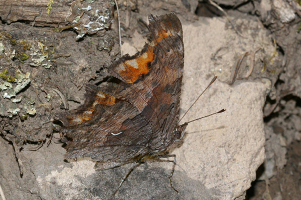 Image 400x300
