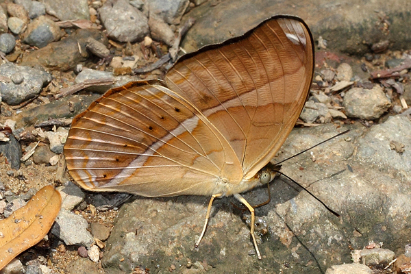 Thailand Butterflies