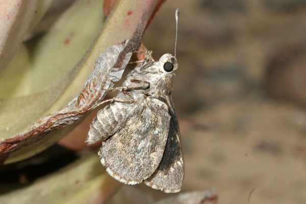 Image 400x300