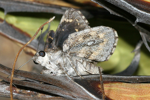 Image 400x300