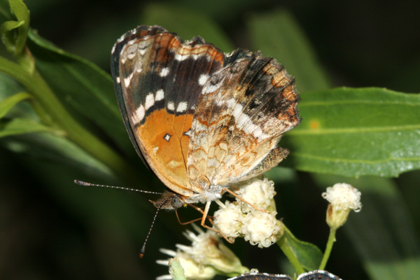 Image 400x300