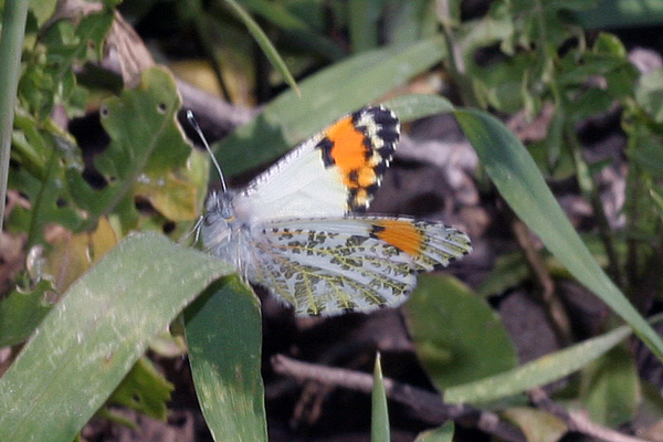 Image 400x300