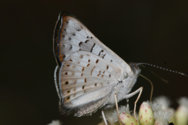 Image 400x300