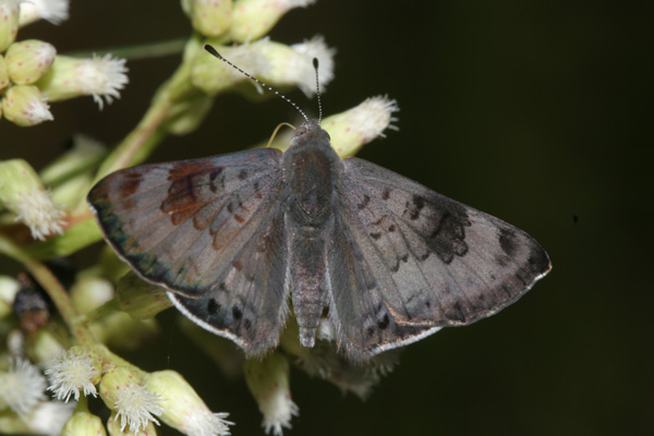 Image 400x300