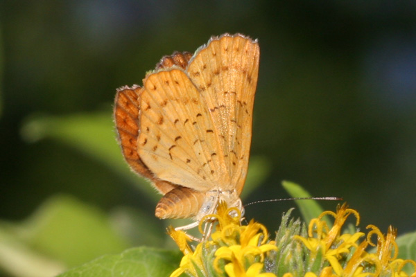 Image 400x300