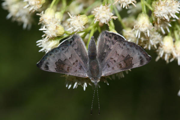 Image 400x300