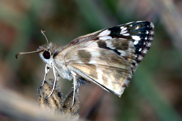 Image 400x300