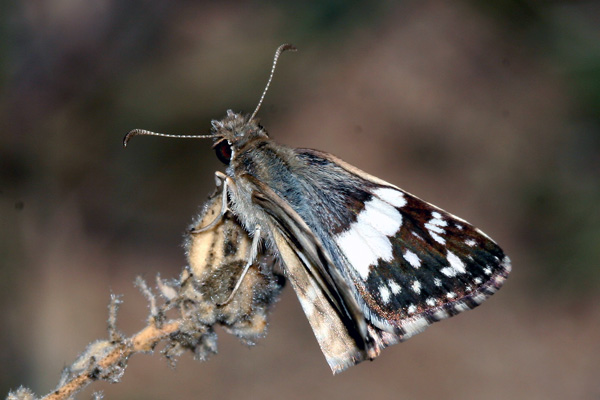 Image 400x300