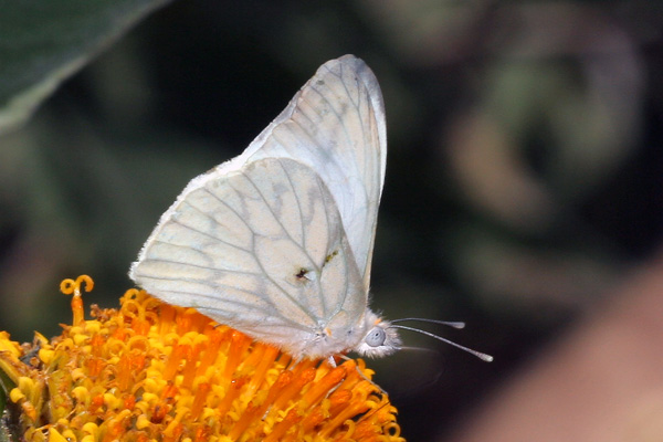 Image 400x300