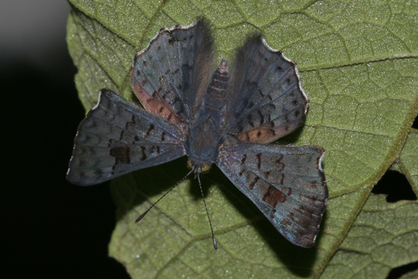Image 400x300