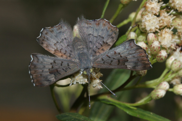 Image 400x300