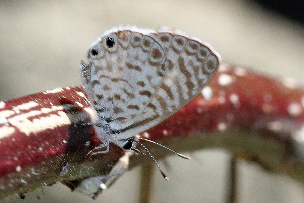 Image 400x300