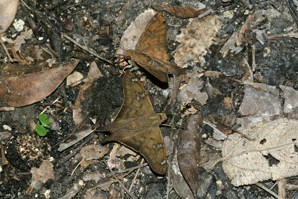 Image 400x300